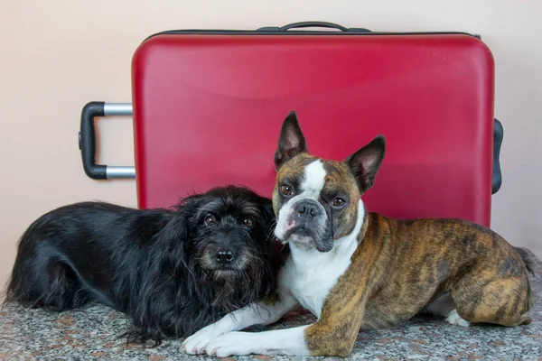İki köpek, küçük schnauzer ve büyük kırmızı bavullu bir Boston teriyeri. Köpeklerle seyahat kavramı