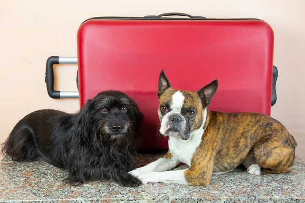 İki köpek, küçük schnauzer ve büyük kırmızı bavullu bir Boston teriyeri. Köpeklerle seyahat kavramı