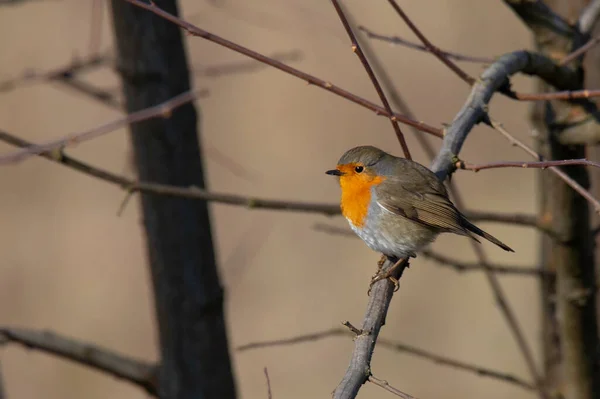 Small Robin Bird Tree Branch Forest Winter — Stock Photo, Image