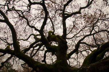 Montecarlo 'daki Cadıların Meşesi (Quercia delle Streghe), İtalya' nın Lucca ili, 600 yaşındaki Meşe. 