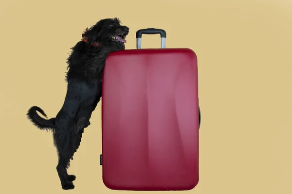 Kleine Zwarte Hond Met Rode Koffer Dog Travel Concept — Stockfoto