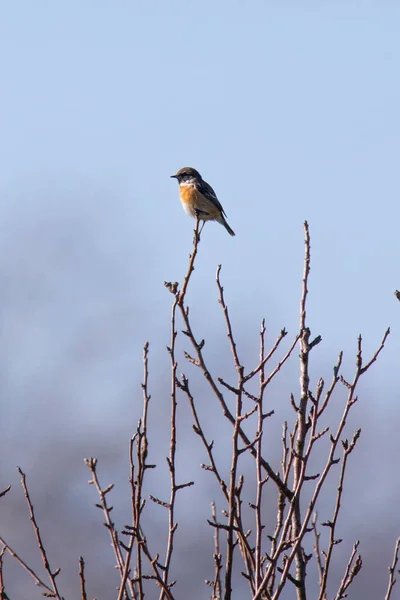 Pierrafeu Commun Saxicola Torquatus Sommet Arbre Hiver — Photo