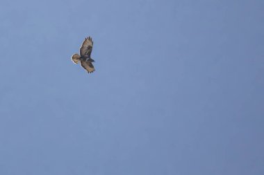 Gökyüzündeki akbaba serbest uçuşta 