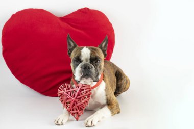 Komik Boston Teriyeri. Pençelerinde kırmızı bir kalple Sevgililer Günü için büyük bir kalbin arka planına yaslanmış.