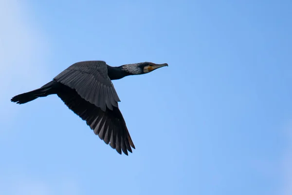 Cormorão Voo Livre Contra Céu Azul — Fotografia de Stock