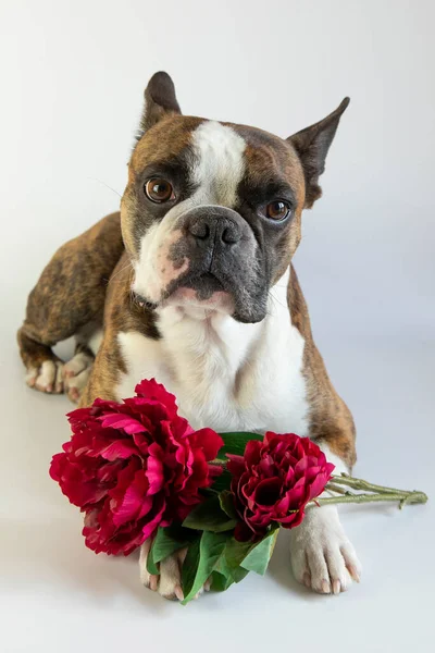 Grappige Boston Terriër Met Een Rode Bloem Zijn Poten — Stockfoto