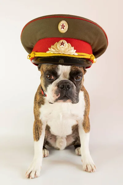 Divertido Boson Terrier Una Gorra Policía Los Tiempos Urss —  Fotos de Stock