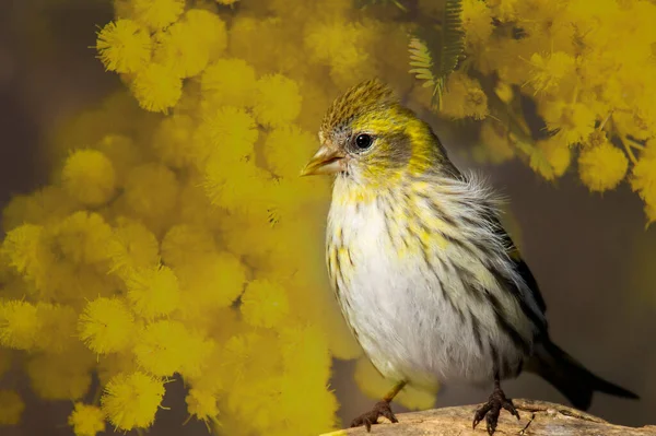 若い皮の鳥が木のテーブルの上に種を蒔き — ストック写真