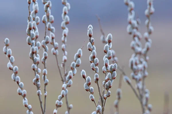 Kvetoucí Vrba Jezeře Rozmazaném Pozadí — Stock fotografie