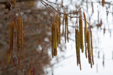Hazel 'in (Corylus Avellana) İlkbaharda cilt bakımı ile birlikte dalı