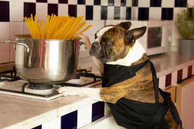 Boston Terrier 'in mutfakta büyük bir tencerede spagetti pişirmesi komik. Komik fotoğrafçılık, köpekler insan gibi davranıyor. .