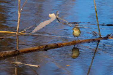 Söğüt Bülbülü (Phylloscopus trochilus) baharda göldeki dalda