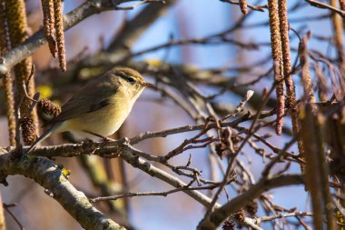 Söğüt Bülbülü (Phylloscopus trochilus) baharda Hazel ağacının dalında