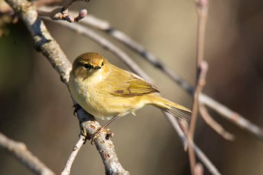 Söğüt Bülbülü (Phylloscopus trochilus) bahar dalında