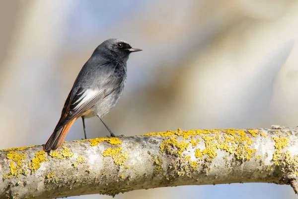 Svart Rödstartsfågel Phoenicurus Ochruros Torr Gren Suddig Bakgrund — Stockfoto