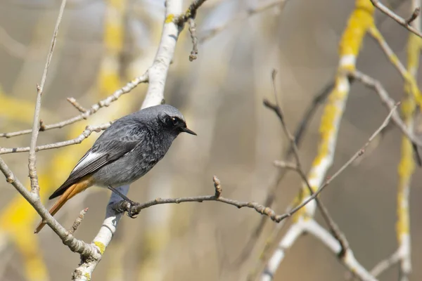 Zwarte Roodstartvogel Phoenicurus Ochruros Droge Tak Een Wazige Achtergrond — Stockfoto