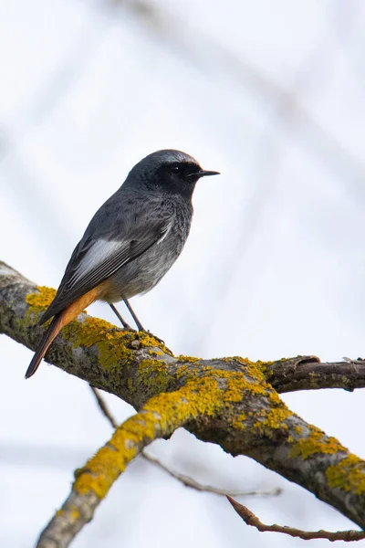 Svart Rödstartsfågel Phoenicurus Ochruros Torr Gren Suddig Bakgrund — Stockfoto