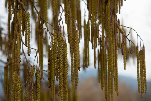 Hazel Corylus Avellana Virágokkal Tavasszal — Stock Fotó