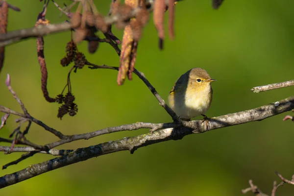 Paruline Saule Phylloscopus Trochilus Sur Branche Noisetier Commun Printemps — Photo