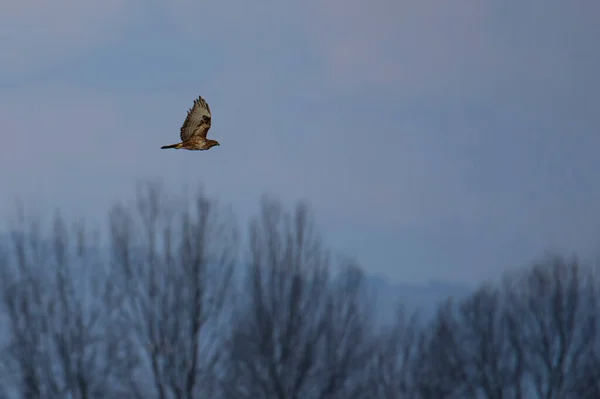 Buzzard Pássaro Momento Caça Contra Fundo Céu Azul — Fotografia de Stock