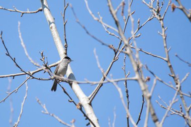İlkbaharın başında kuru bir ağaç dalında siyah başlık