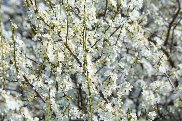 Ramas Peral Primaveral Flor Sobre Fondo Borroso —  Fotos de Stock