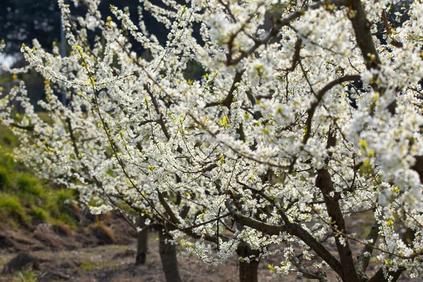 Florescendo Árvores Pêra Primavera Jardim — Fotografia de Stock