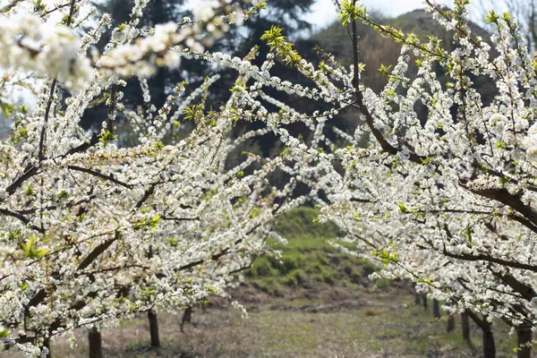 Bahçede Çiçek Açan Şeftali Ağaçları — Stok fotoğraf