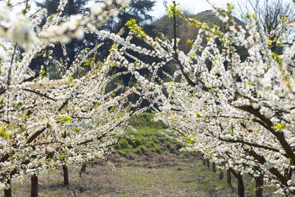 Blommande Vårpäron Trädgård — Stockfoto