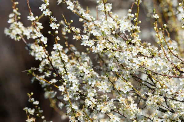 Grenar Blommande Våren Päron Träd Suddig Bakgrund — Stockfoto