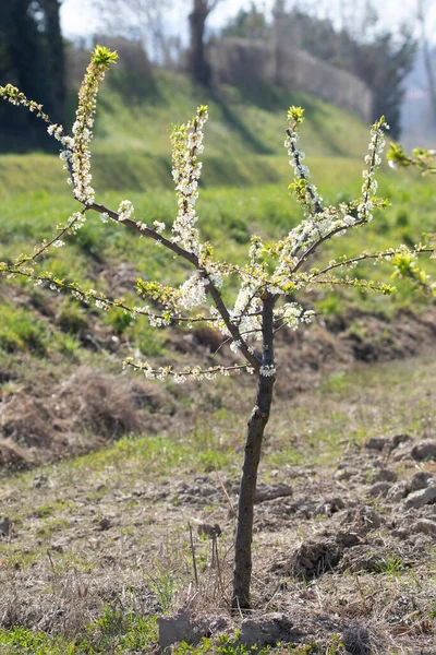 Piccolo Albero Pera Primavera Fiorente Giardino — Foto Stock