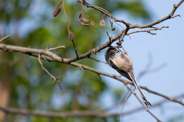 Long Tailed Tit Dry Branch Early Spring — Fotografia de Stock