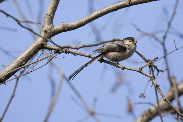 Long Tailed Tit Dry Branch Early Spring — Stockfoto