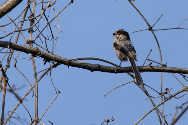 Long Tailed Tit Dry Branch Early Spring — Stockfoto