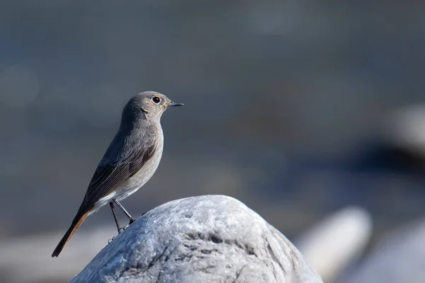 Hausrotschwanz Vogel Auf Einem Weißen Stein Fluss — Stockfoto