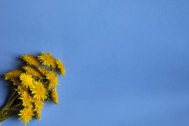 Karahindiba çiçeklerinin doğal arkaplanı
