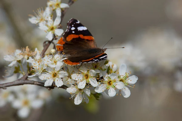 Большая Цветная Бабочка Цветущих Весенних Ветвях Белыми Цветами Размытом Фоне — стоковое фото