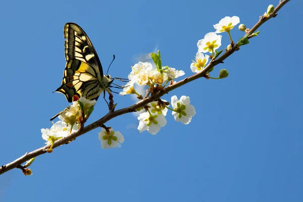 开着的春枝上的大彩蝶 背景模糊 开着白花 — 图库照片