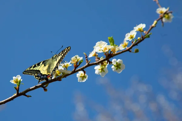 开着的春枝上的大彩蝶 背景模糊 开着白花 — 图库照片