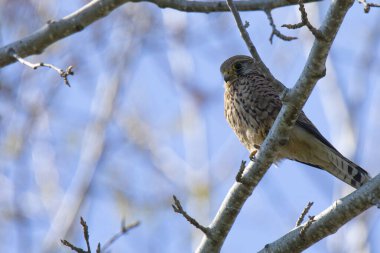 Mavi gökyüzüne karşı avını bekleyen bir ağaç dalında diz çök.