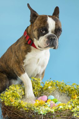 Komik Boston Teriyeri, mavi arka planda renkli yumurtalarla Paskalyayı kutluyor.