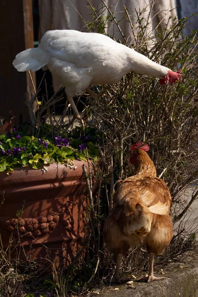 Gallo Gallina Subieron Jardín Picoteaban Arbusto — Foto de Stock