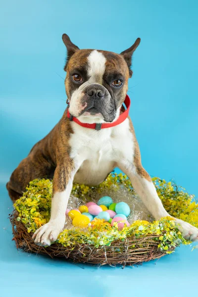 Funny Boston Terrier Félicite Pâques Avec Des Œufs Colorés Sur — Photo