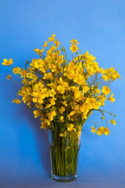 Bir buket sarı düğün çiçeği, Ranunculus akrisi, mavi arka planda bir bardakta yabani çiçekler.