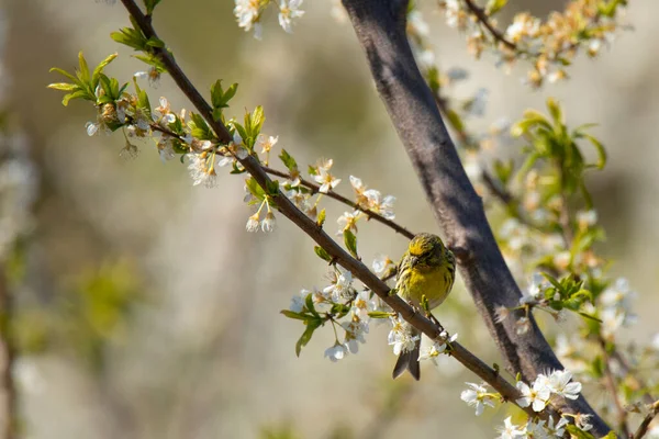 Siskin Oiseau Sur Une Branche Florissante Pommier Printemps — Photo