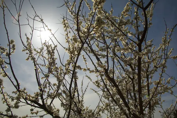 Çiçek Açan Bahar Şeftali Ağacının Dalları Bulanık Bir Arka Grubunda — Stok fotoğraf