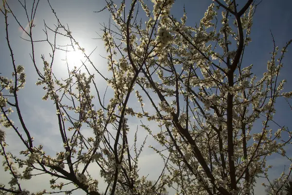 Grenar Blommande Vårpersika Träd Suddig Backgroun — Stockfoto