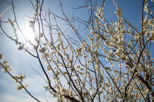 Bahçede Çiçek Açan Bahar Armut Ağaçları — Stok fotoğraf