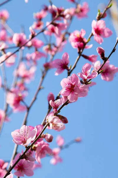 stock image branches of a blossoming spring peach tree on a blurred background