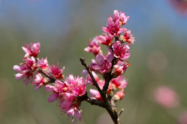 Grenar Blommande Våren Persika Träd Suddig Bakgrund — Stockfoto